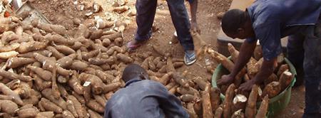 Workers sorting and gathering harvested cassava roots into baskets, with a large pile of cassava spread on the ground.