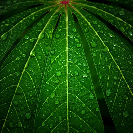 No image available (placeholder for ISTRC).